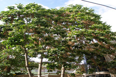 Alstonia macrophylla